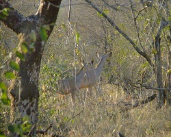 Image: Kudu