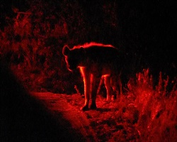 Image: Und die Hyäne unter dem Baum...