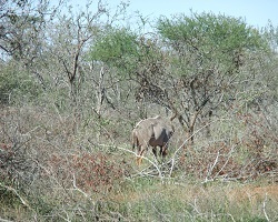 Image: Kudu