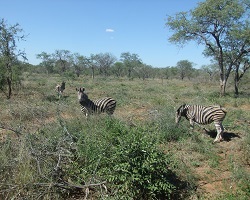 Image: Zebras