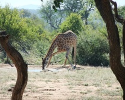 Image: Giraffe beim Trinken