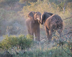 Image: Elefanten