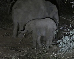 Image: Elefantenbaby<br />Foto by Anna