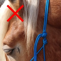 Image: Falsch: Der Knoten liegt zwar um die Schlaufe, aber das Ende zeigt in Richtung Pferdeauge